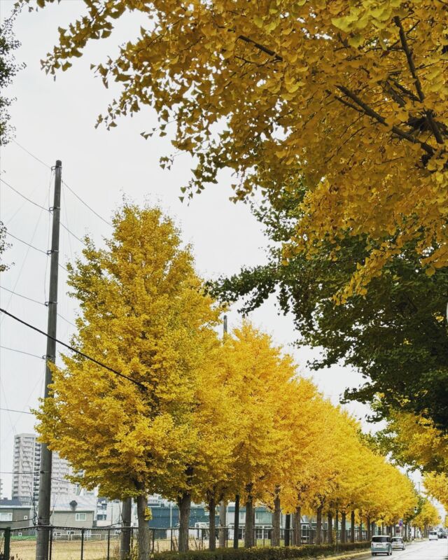 函館　教育大通のイチョウ並木が
イイ感じに色づいています🍂

#横山石油 #イチョウ #イチョウ並木 #紅葉 #銀杏 #秋 #落ち葉 #ガソリンスタンド #アポロステーション #灯油配達 #教育大通 #タイヤ交換 #函館市